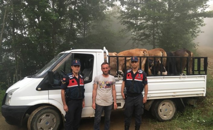 Gümüşhane'de çalınan büyükbaş hayvanlar Trabzon'da bulundu