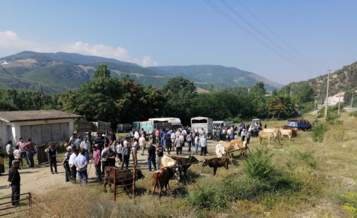 Hanönü'de hayvan pazarı açıldı