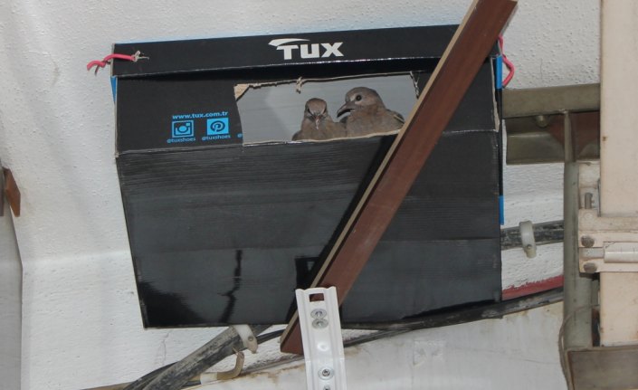 Kumruların yuvası esnaftan