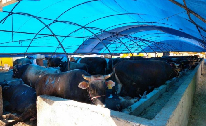 Kurban pazarlarında denetim