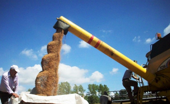 Ladik hububat hasadı başladı