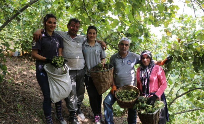 Ordu'da fındık hasadı erken başladı