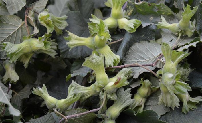 Örnek fındık bahçelerinde verim 300 kilograma ulaştı