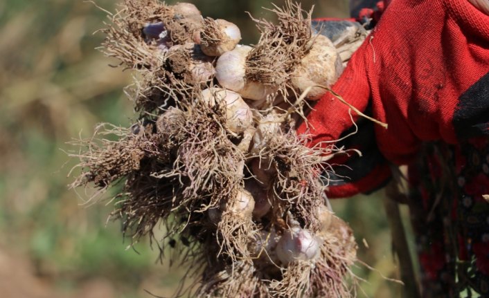 Taşköprü sarımsağında hasat başladı