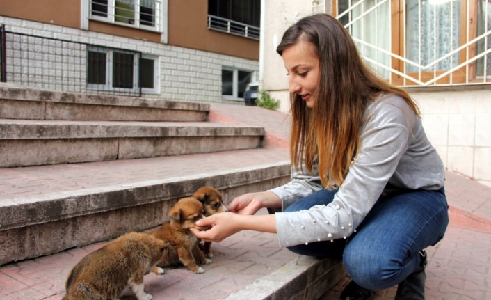 Tedavi ettirdikleri sokak hayvanlarına sıcak yuva buluyorlar