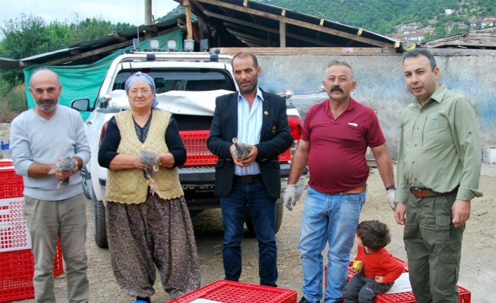 Tokat'ta çiftçilere beç tavuğu dağıtıldı