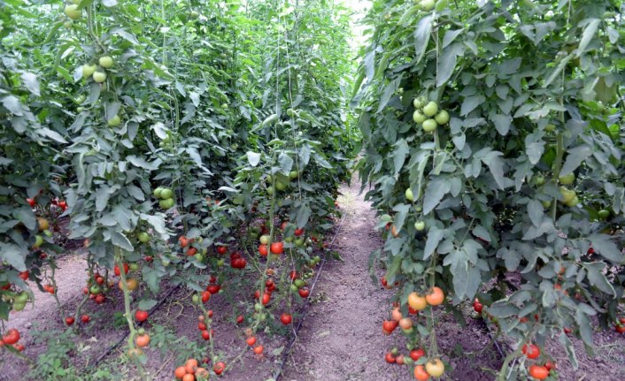 Tokat'ta sera domatesi hasadı
