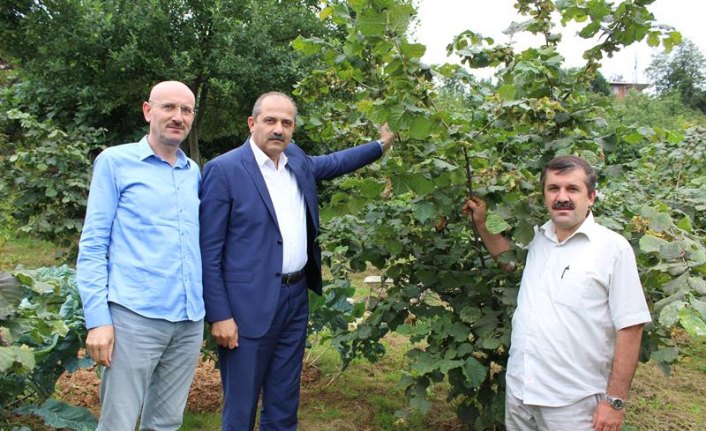 Trabzon'da aşılı fındık ağaçları meyveye durdu