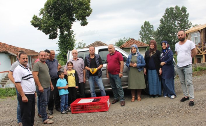 Ünye'de beç tavuğu dağıtıldı