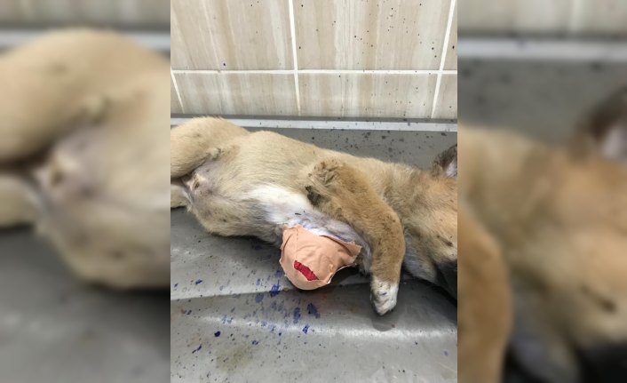Yaralı halde bulunan köpek yavrusu tedavi altına alındı