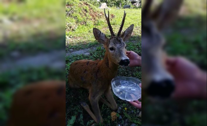 Yaralı karacaya polis sahip çıktı