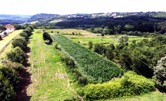 Zonguldak'taki uyuşturucu operasyonu