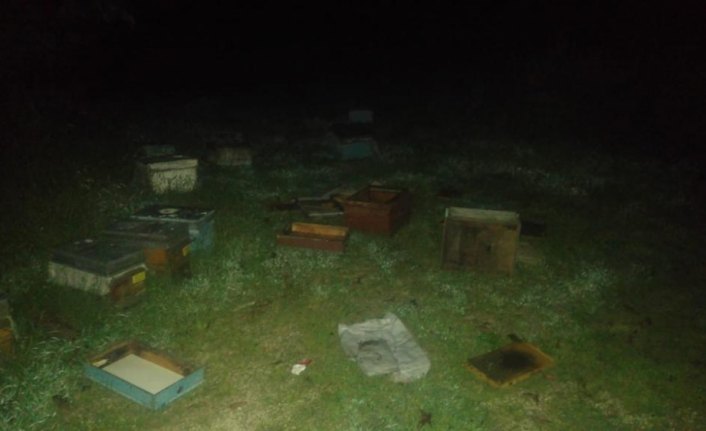 Aç kalan ayılar kovanlara saldırdı