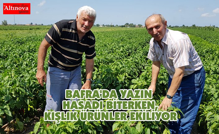 BAFRA'DA YAZIN HASADI BİTERKEN, KIŞLIK ÜRÜNLER EKİLİYOR