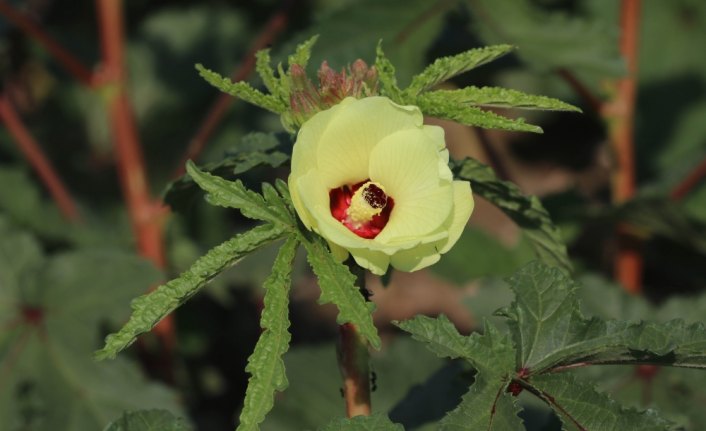 Bamyanın tarladan sofraya zahmetli yolculuğu