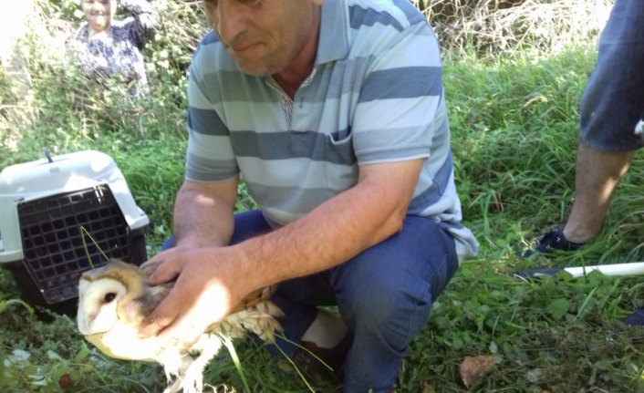 Bartın'da ip ve tellere takılan baykuş kurtarıldı