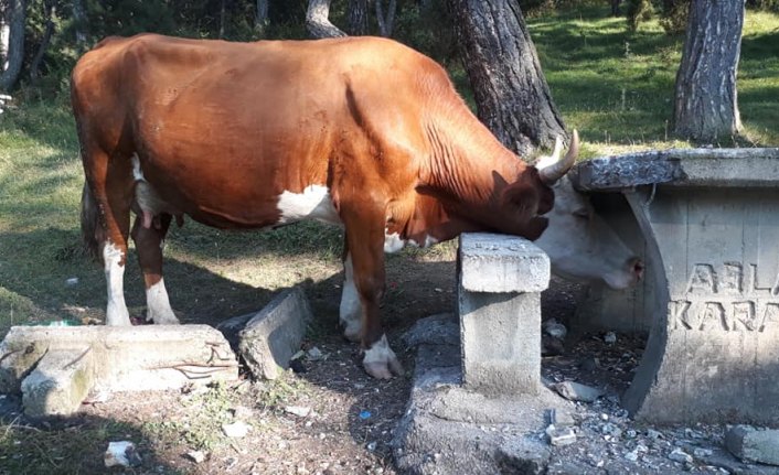Bolu'da başı beton oturak ve masaya sıkışan inek kurtarıldı