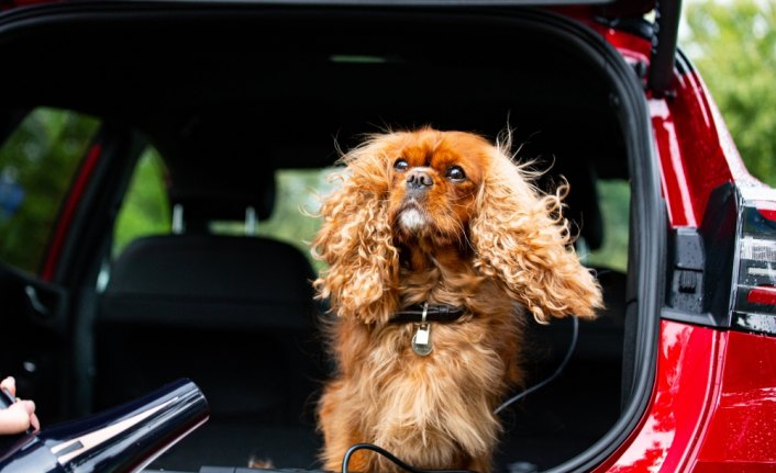 Ford, Dünya Köpek Günü'nü 