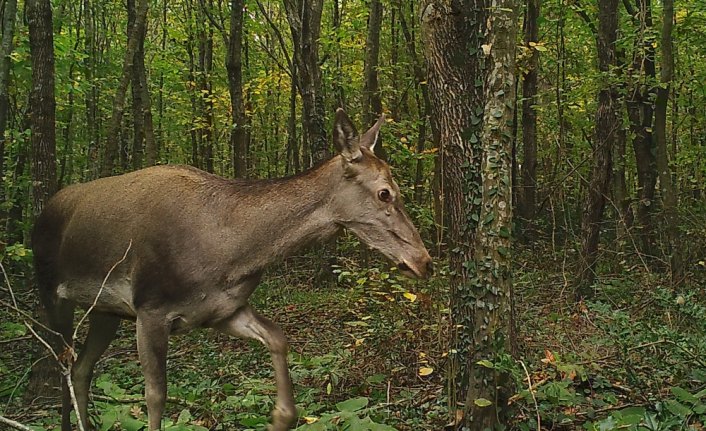 Fotokapan ve GPS'li tasmalarla yaban hayatı kontrol altında