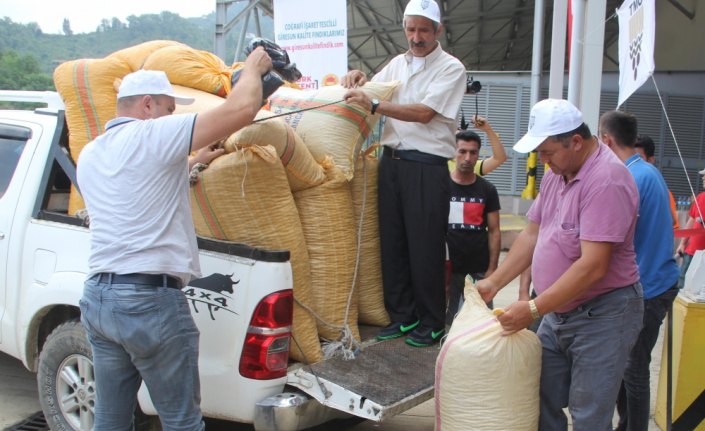 Giresun'da serbest piyasada fındık sezona 16,50 liradan başladı