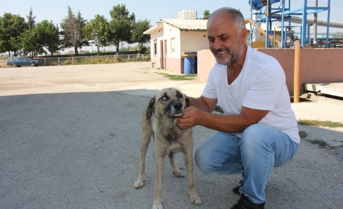 Gözleri farklı renkteki 