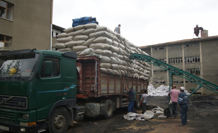 Gümüşhacıköy'de haşhaş kapsülü alımları başladı