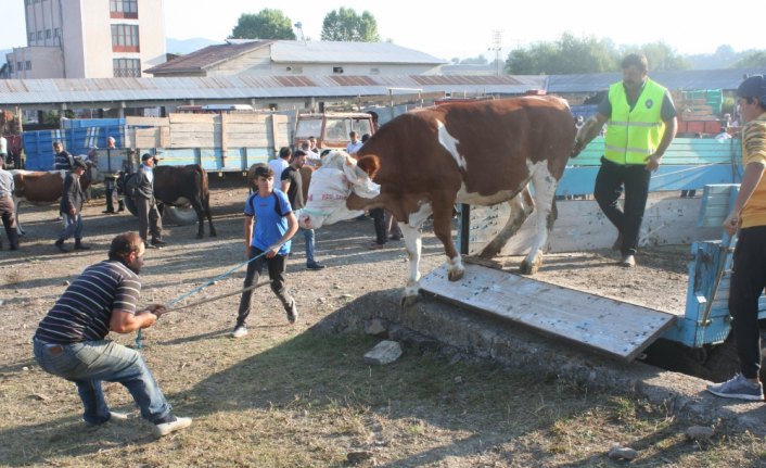 İhsangazi'de hayvan pazarı açıldı