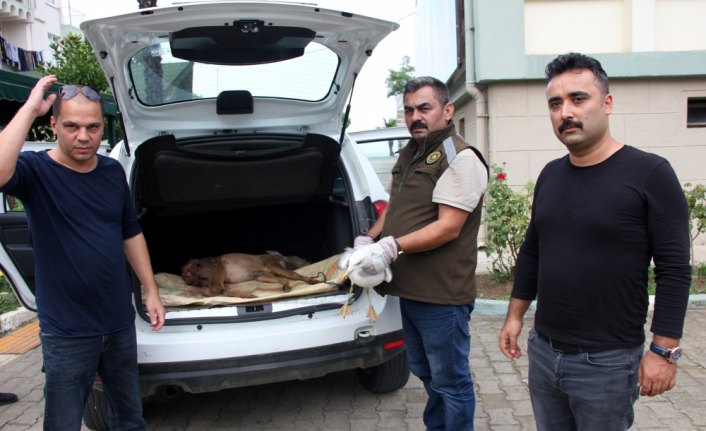 İkizce'de yaralı karaca tedavi altına alındı