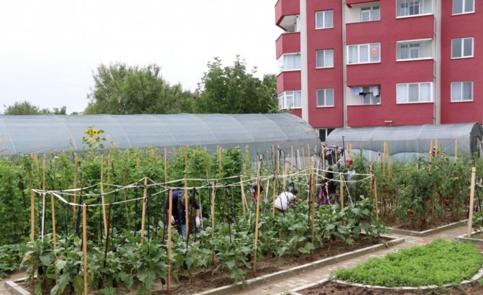 Safranbolu'da örtü altı sebze yetiştiriciliği kursu