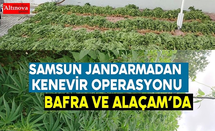 Samsun Jandarmadan Kenevir Operasyonu