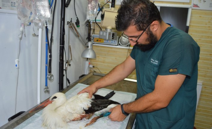 Samsun'da balkona düşen yaralı leylek ameliyat edildi