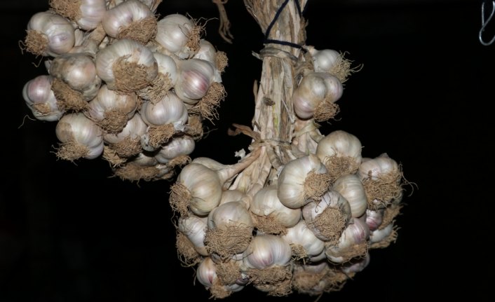 Sarımsak üreticisi fiyattan memnun