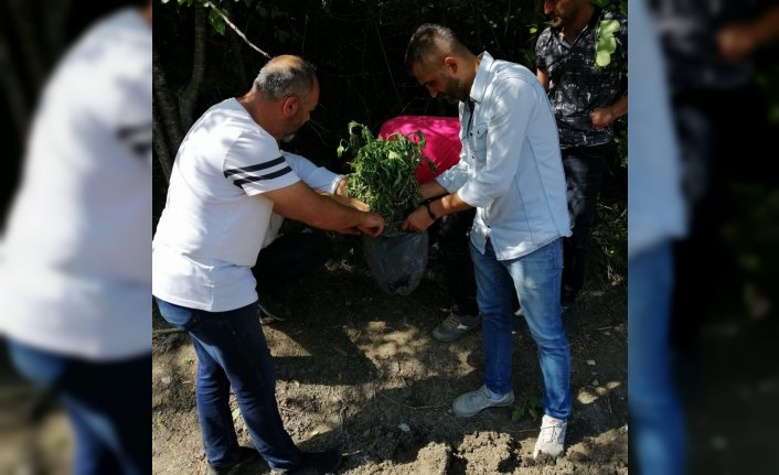 Sinop’ta 179 kök Hint keneviri ele geçirildi