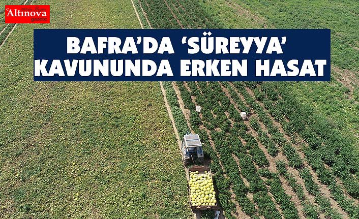 "Süreyya" kavununda erken hasat