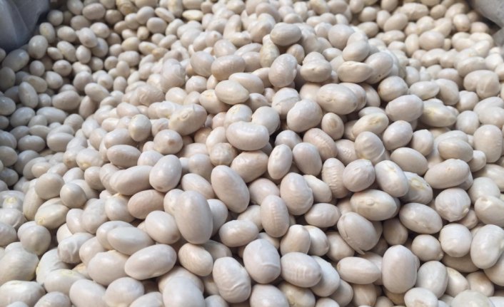 Tescilli Akkuş fasulyesinde düşük rekolte bekleniyor