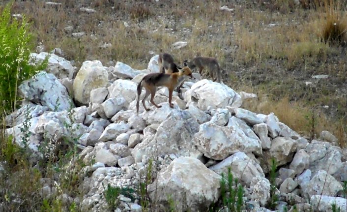 Tilkiler kent merkezini 