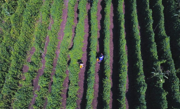 Toprak sevgisi kariyerinden vazgeçirdi