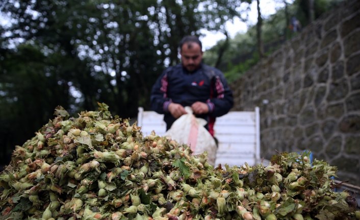 Trabzon'da fındık üreticisi ve işçisi verimden memnun