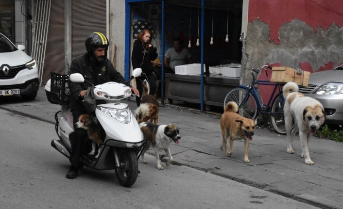 Yalnızlığını sokak hayvanları sayesinde unuttu