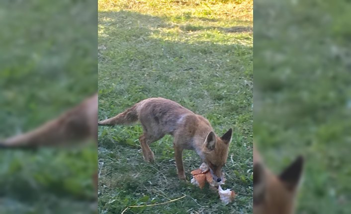 Yavru tilkileri bahçesinde besliyor