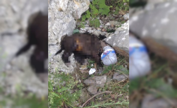 Zonguldak'ta köpeğe işkence iddiası