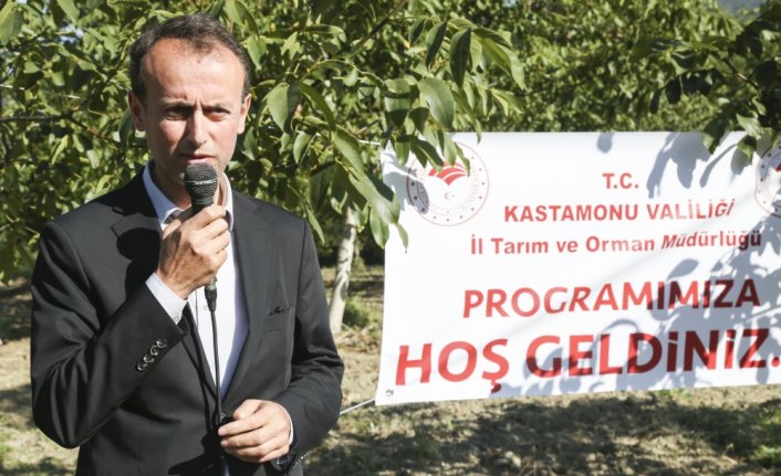 Abana'da ceviz hasat şenliği düzenlendi