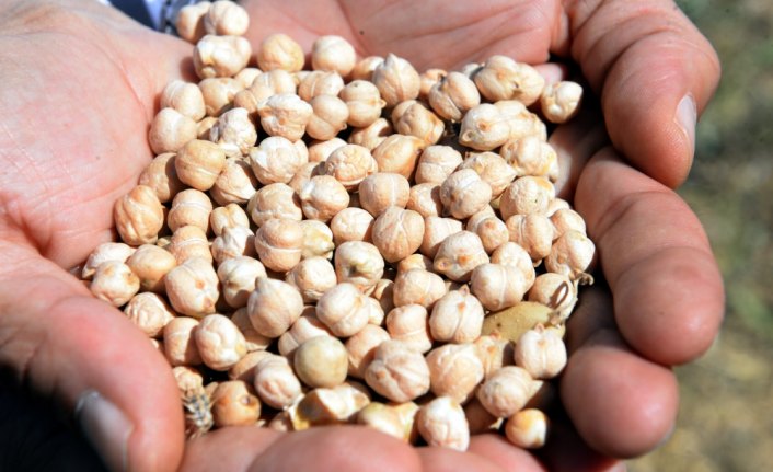 Artova'nın yeni gelir kaynağı nohut