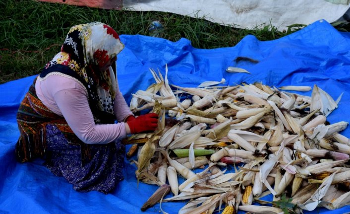 Atadan miras tohumlarla ektikleri mısıra imece usulü hasat