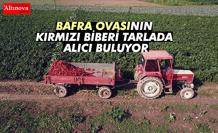 Bafra Ovası'nın kırmızı biberleri toplanmadan alıcı buluyor