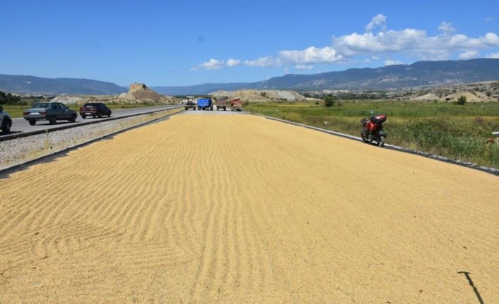 Boyabat'ta 2019 yılı çeltik hasadı başladı