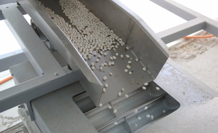 Çamoluk şeker kuru fasulyesinde hasat zamanı