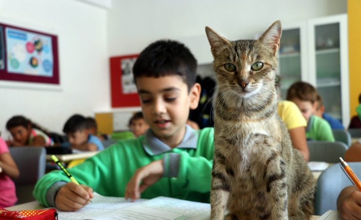 Derslere giren kedi 