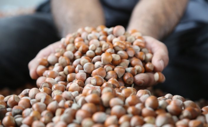 Fındık ihracatçısı bereketli bir sezon bekliyor