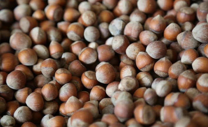 FİSKOBİRLİK TMO adına fındık alımına başladı